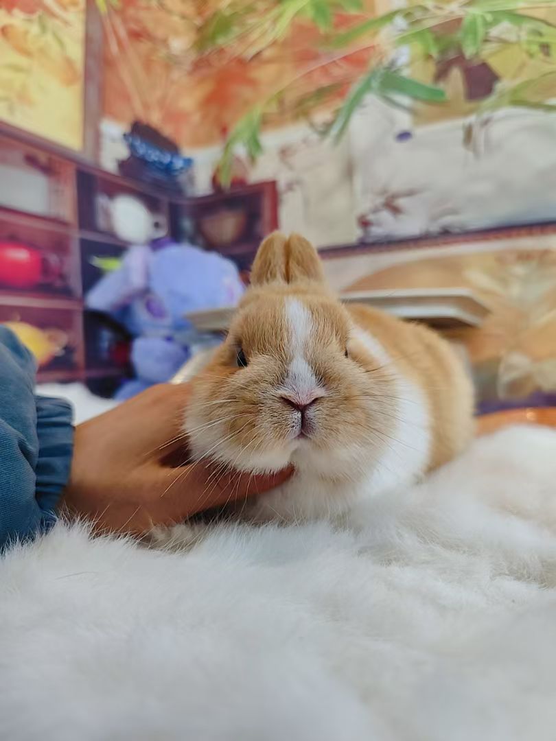 双血黄白vm侏儒兔